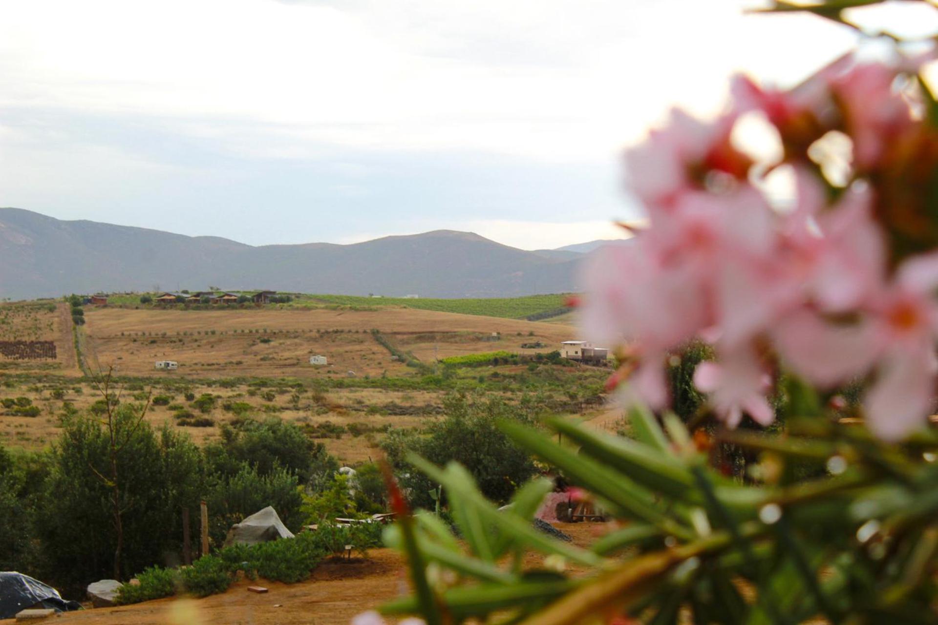 Colibri Tiny House Guest House Valle de Guadalupe Exterior foto